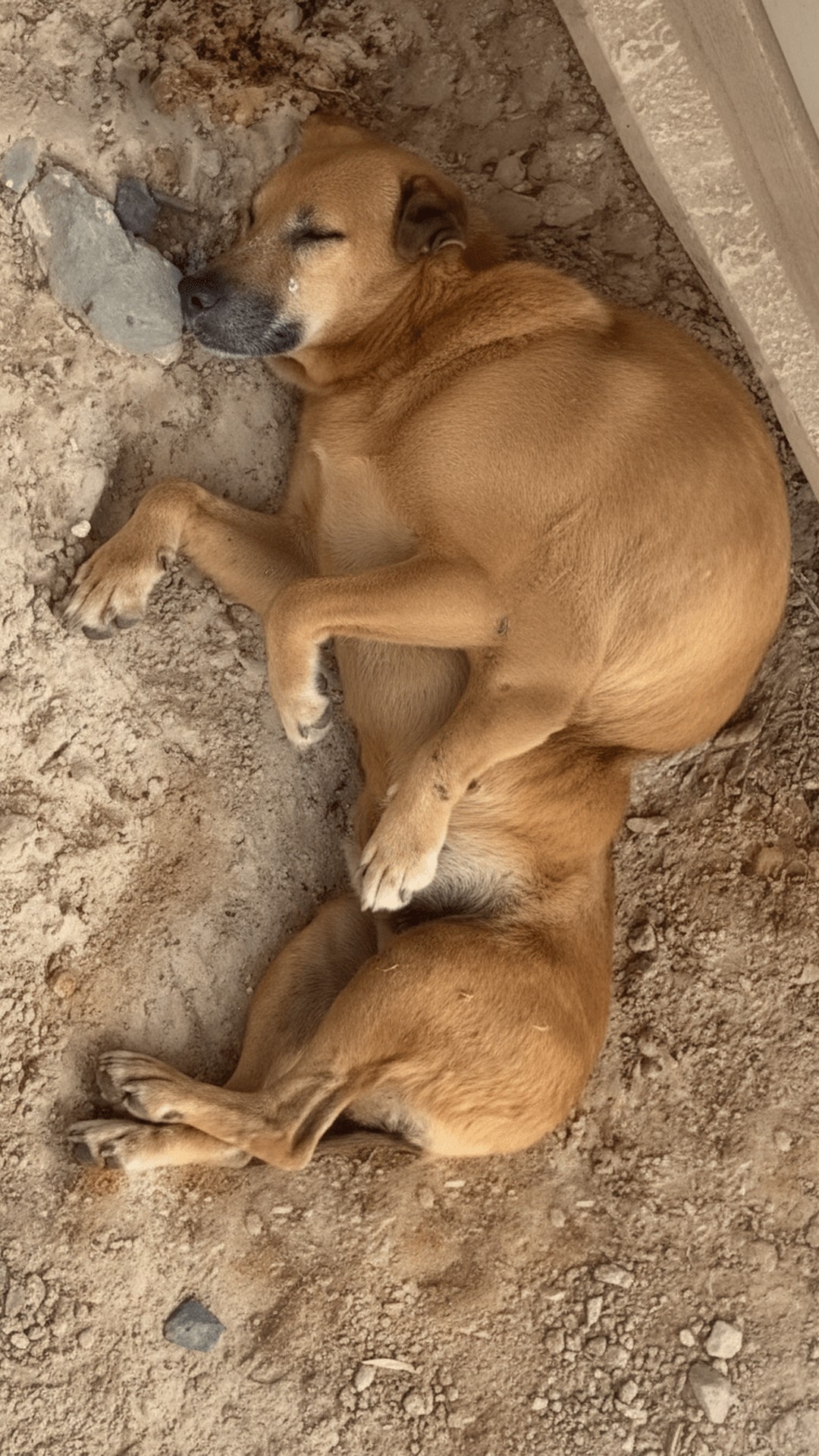 Rescue Dog's Remarkable Recovery After Being Found Near Bus Stop