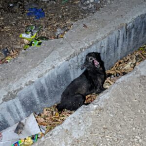 Rescue Team Finds Paralyzed Puppy Crying in a Sewage Drain in India