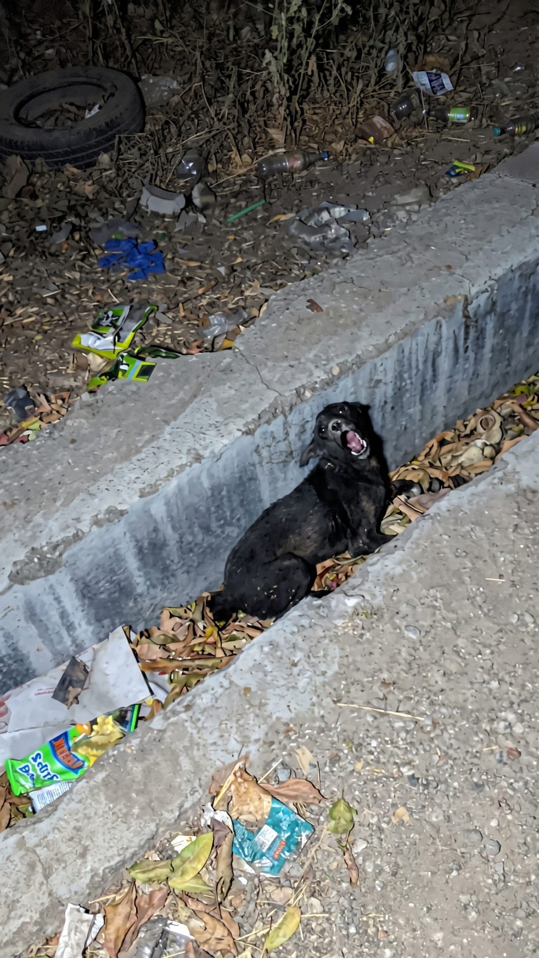 Rescue Team Finds Paralyzed Puppy Crying in a Sewage Drain in India