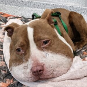 Tiny Dog Found Door to Door with Severe Injury Finally Rescued