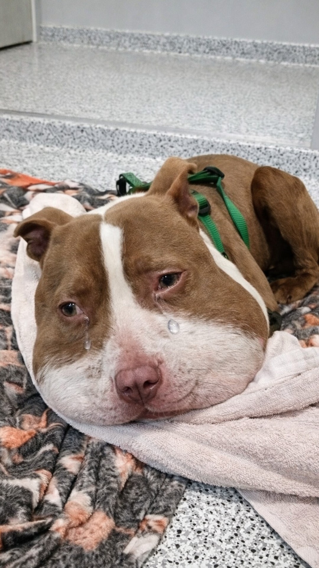 Tiny Dog Found Door to Door with Severe Injury Finally Rescued