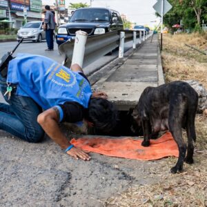 A Mother's Vigil: Rescuers Save Puppy from Deep Storm Drain