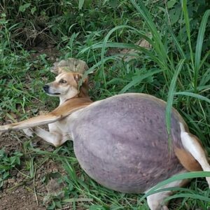 Stray Dog's Heartwarming Response After Months of Suffering