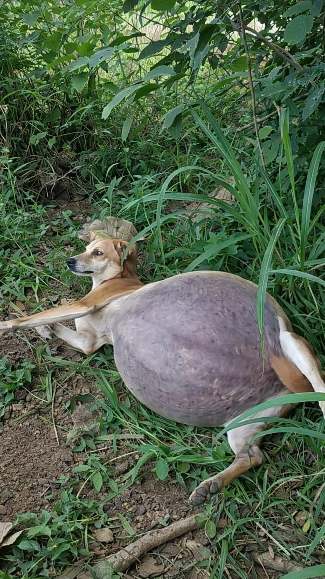 Stray Dog's Heartwarming Response After Months of Suffering