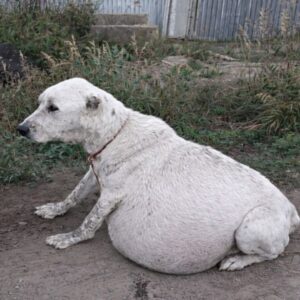Hannah's Heart Condition Diagnosed After Abandonment and Urgent Care