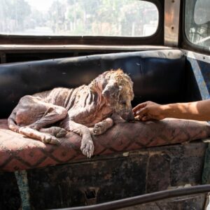 Alice's Stunning Recovery: From Abandoned Truck to Thriving in Weeks