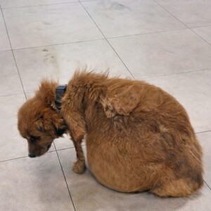 From Abandoned to Adored: New Year’s Recovery Over Three Months