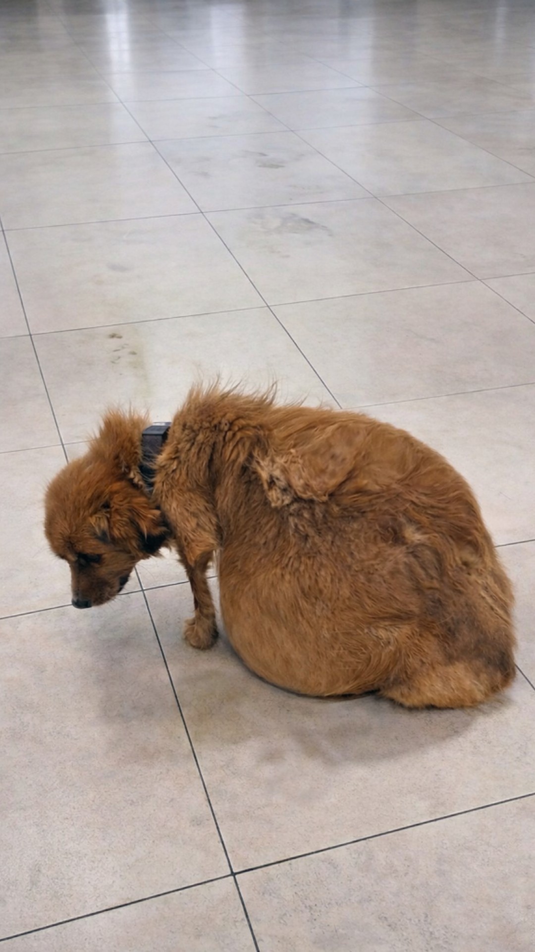 From Abandoned to Adored: New Year’s Recovery Over Three Months