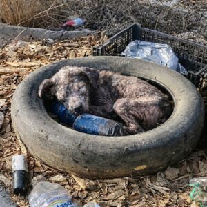 Anita the Blind Dog Triumphs After Rescue from a Tire