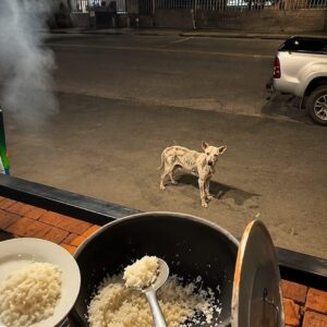 A Stray Dog's Quiet Trust Shines Through a Simple Meal