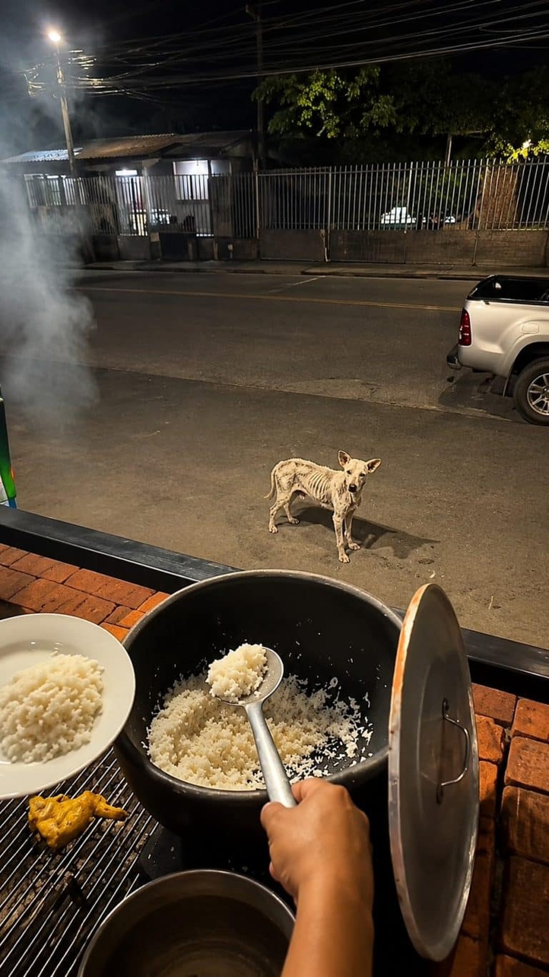 A Stray Dog's Quiet Trust Shines Through a Simple Meal