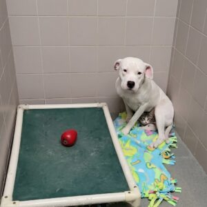 From Death Row to a New Life: A Veteran and His Rescued Pit Bull