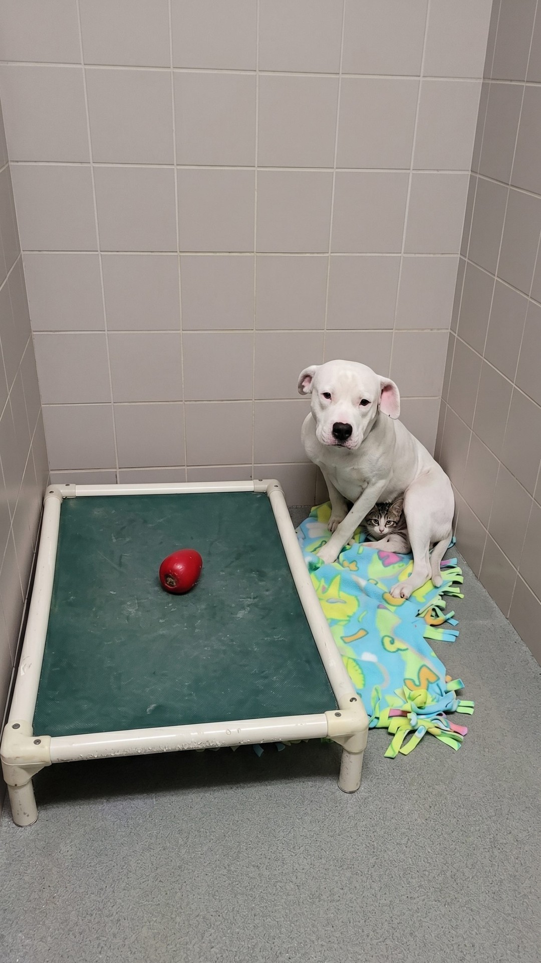 From Death Row to a New Life: A Veteran and His Rescued Pit Bull