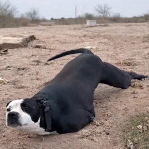 From Abandonment and Injury to Thriving in a Loving Home: Joey's Journey