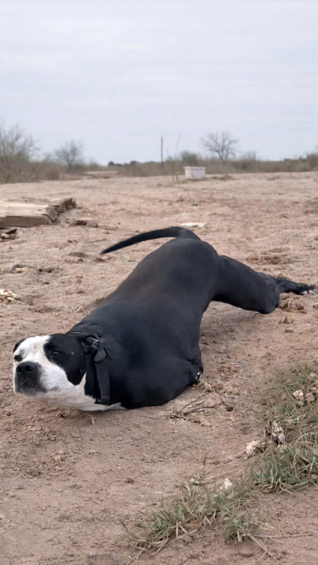 From Abandonment and Injury to Thriving in a Loving Home: Joey's Journey