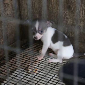 Over 500 Dogs Rescued from a Dark Georgia Puppy Mill