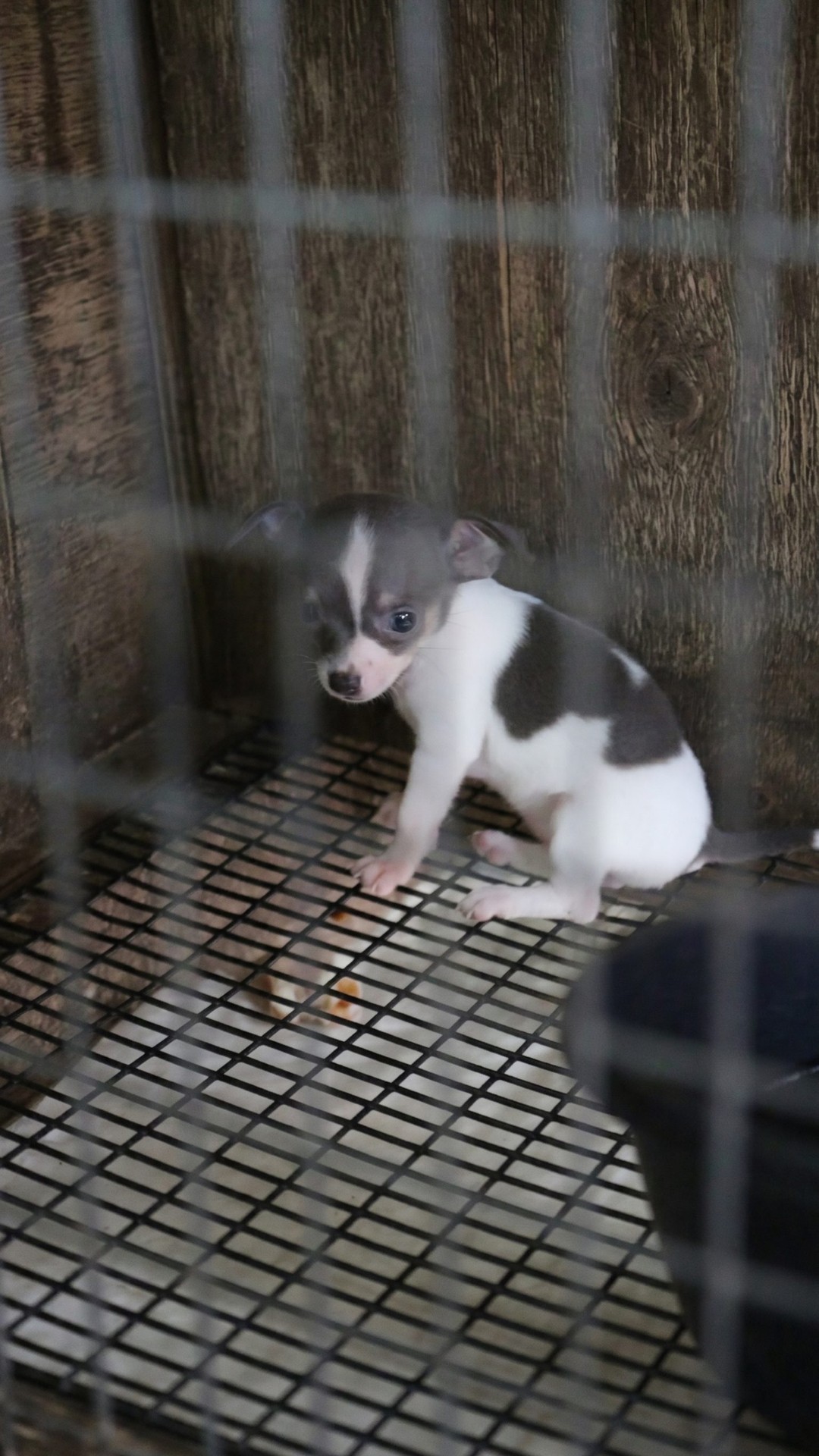 Over 500 Dogs Rescued from a Dark Georgia Puppy Mill