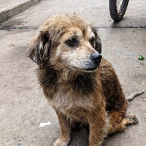 Rescuers Find Chiquita Dragging Herself Along a Lima Street After Wheelchair Theft