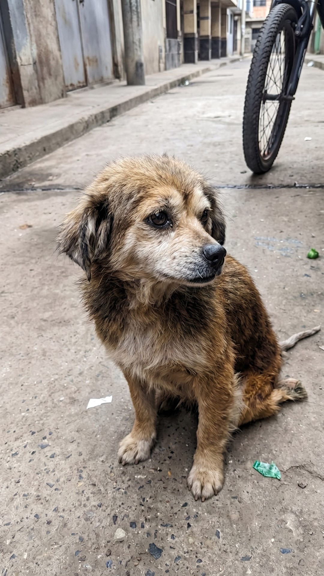 Rescuers Find Chiquita Dragging Herself Along a Lima Street After Wheelchair Theft