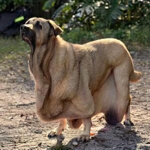 Caramel's Journey from Neglect to Nurture: A Family's Unwavering Acceptance