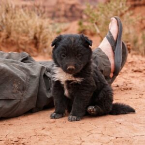 Sufferpup: The Tiny Survivor Found in a Desert Tire