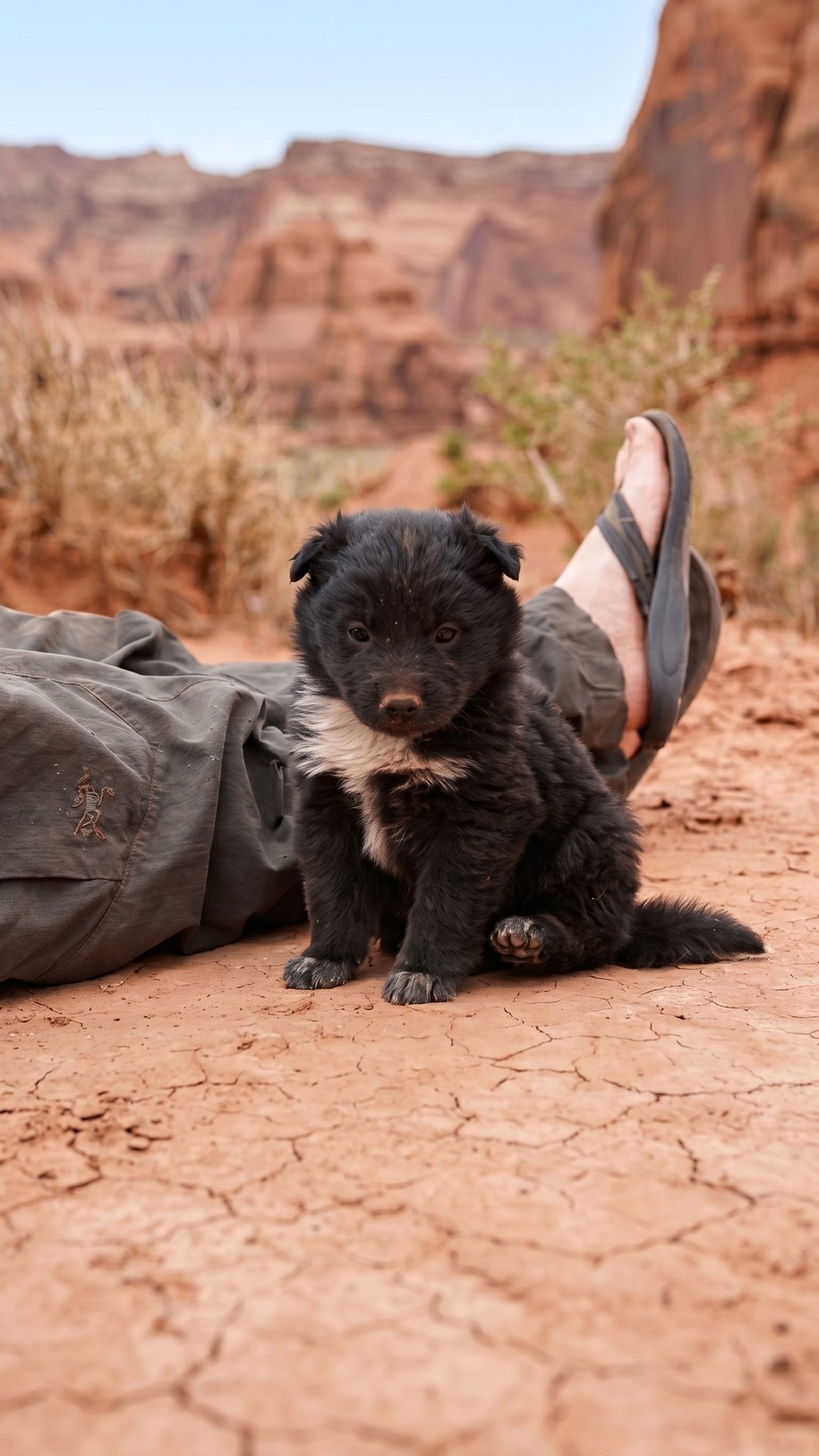 Sufferpup: The Tiny Survivor Found in a Desert Tire