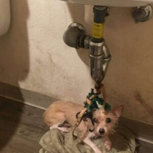 Autumn's Remarkable Response After Weeks of Isolation and Neglect