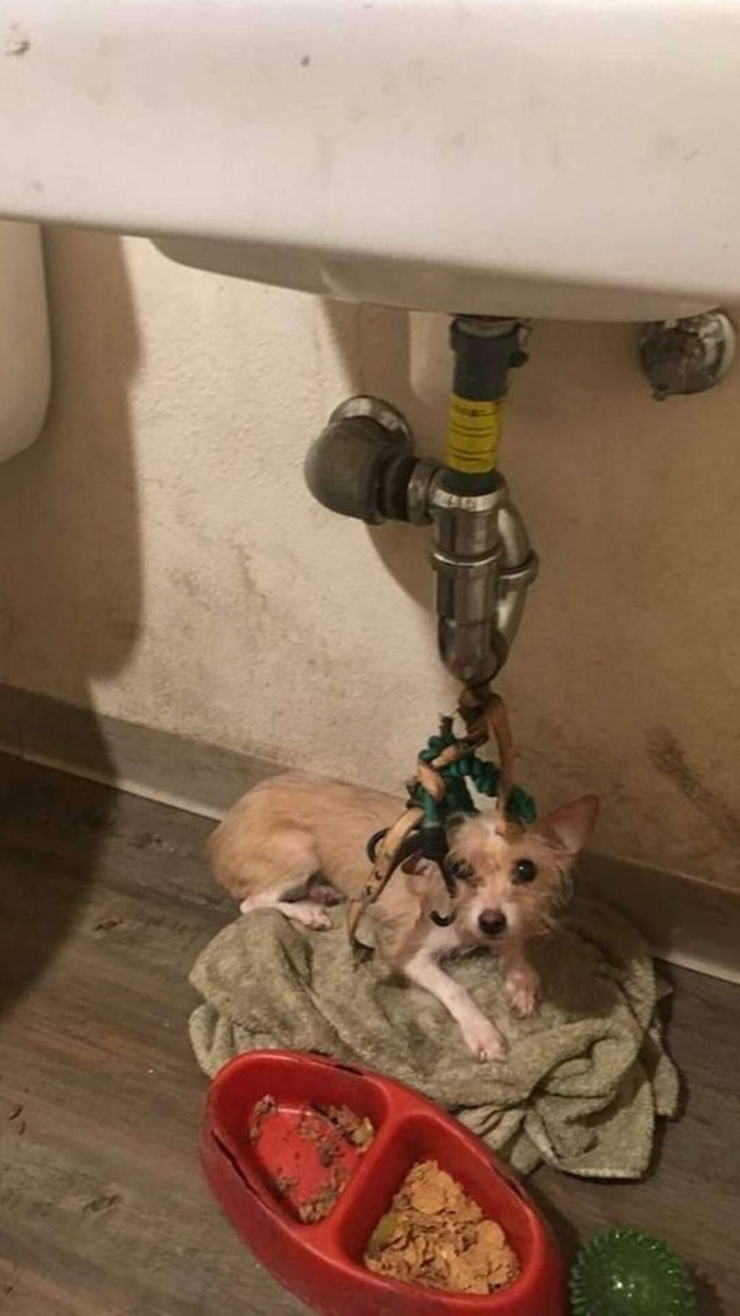 Autumn's Remarkable Response After Weeks of Isolation and Neglect