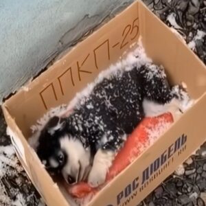 Joseph's Remarkable Recovery After Being Rescued from Icy Abandonment
