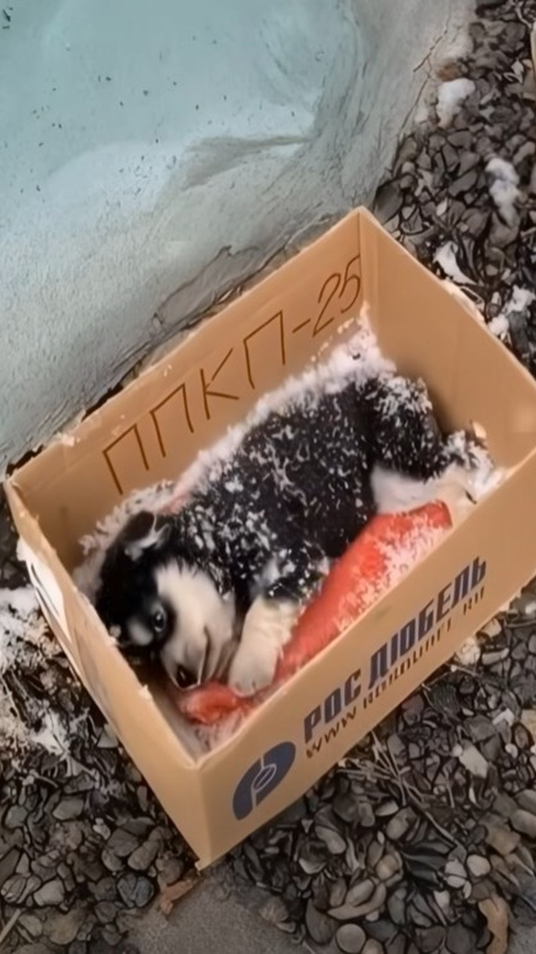 Joseph's Remarkable Recovery After Being Rescued from Icy Abandonment