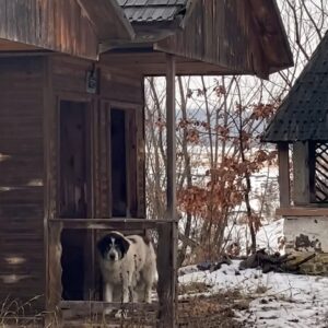 Rescue Team Finds Green Puppy in Abandoned Shed in Romania