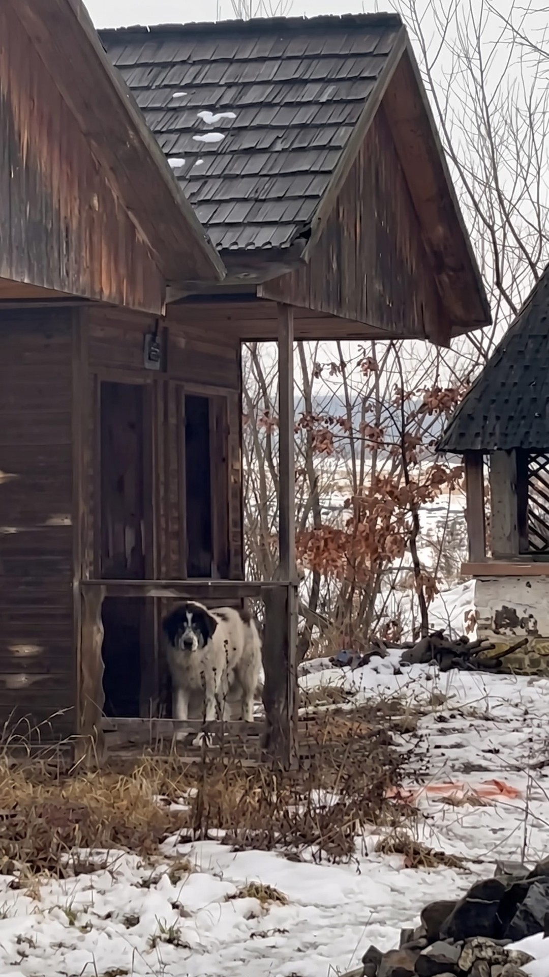 Rescue Team Finds Green Puppy in Abandoned Shed in Romania