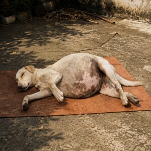 Sushi's Recovery: From Swollen Belly to Relief in Just Days