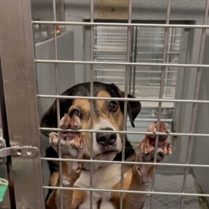 Tucker's Journey: From Freedom to Shelter in Ten Months