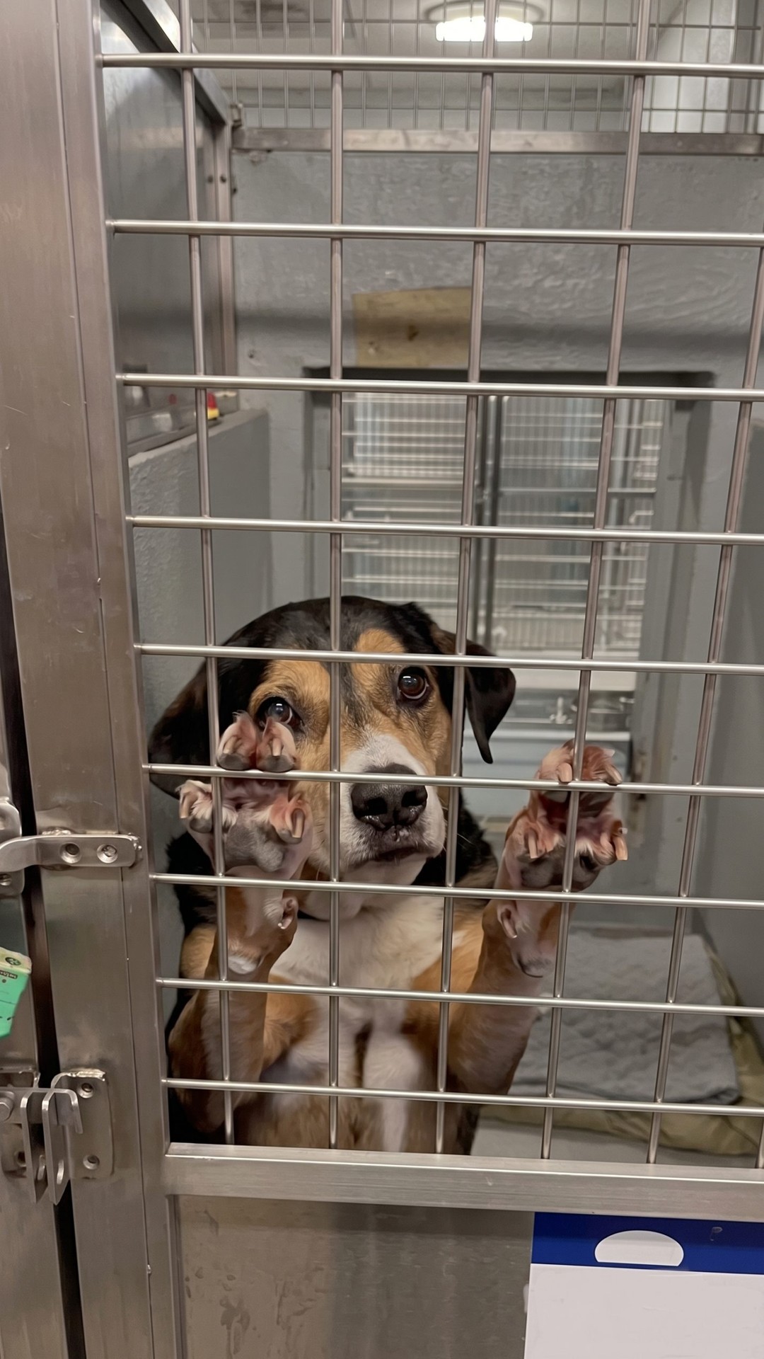 Tucker's Journey: From Freedom to Shelter in Ten Months