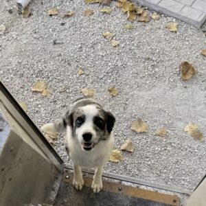 FedEx Driver's Last Stop Features Heartwarming Daily Dog Hugs