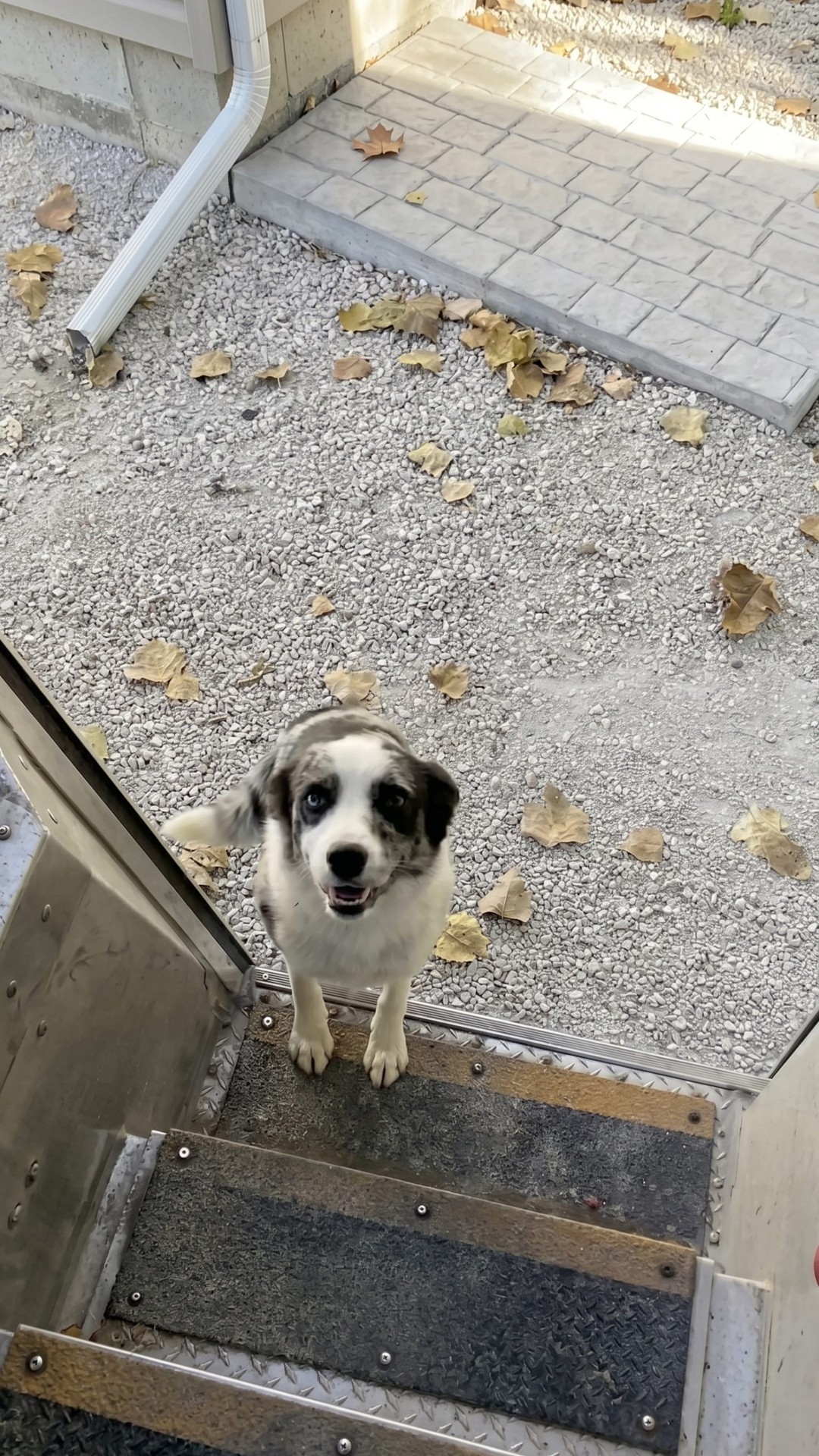 FedEx Driver's Last Stop Features Heartwarming Daily Dog Hugs