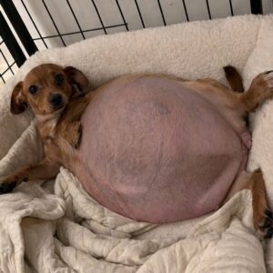 Lily’s Emergency Surgery Saves Her and Five Puppies from Death