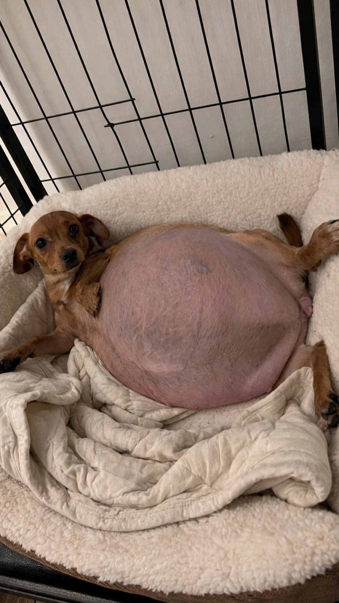 Lily’s Emergency Surgery Saves Her and Five Puppies from Death
