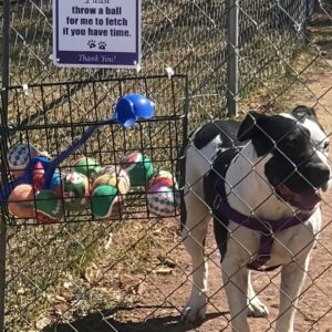 Delivery Driver Finds Playful Pit Bull Behind a Fence with a Heartfelt Note