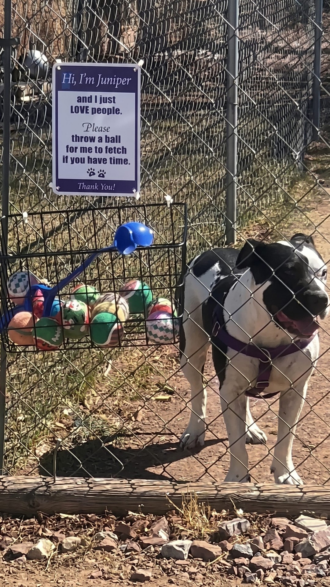 Delivery Driver Finds Playful Pit Bull Behind a Fence with a Heartfelt Note