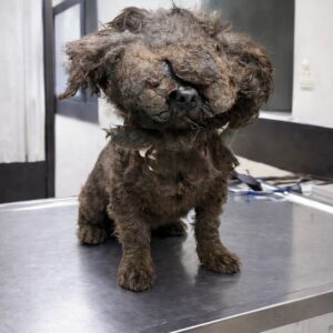 Rescue Unveils a Life Tethered in Darkness for Years
