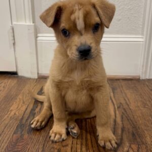 Twilight Sparkles: The Puppy Who Refuses to Stumble in Life
