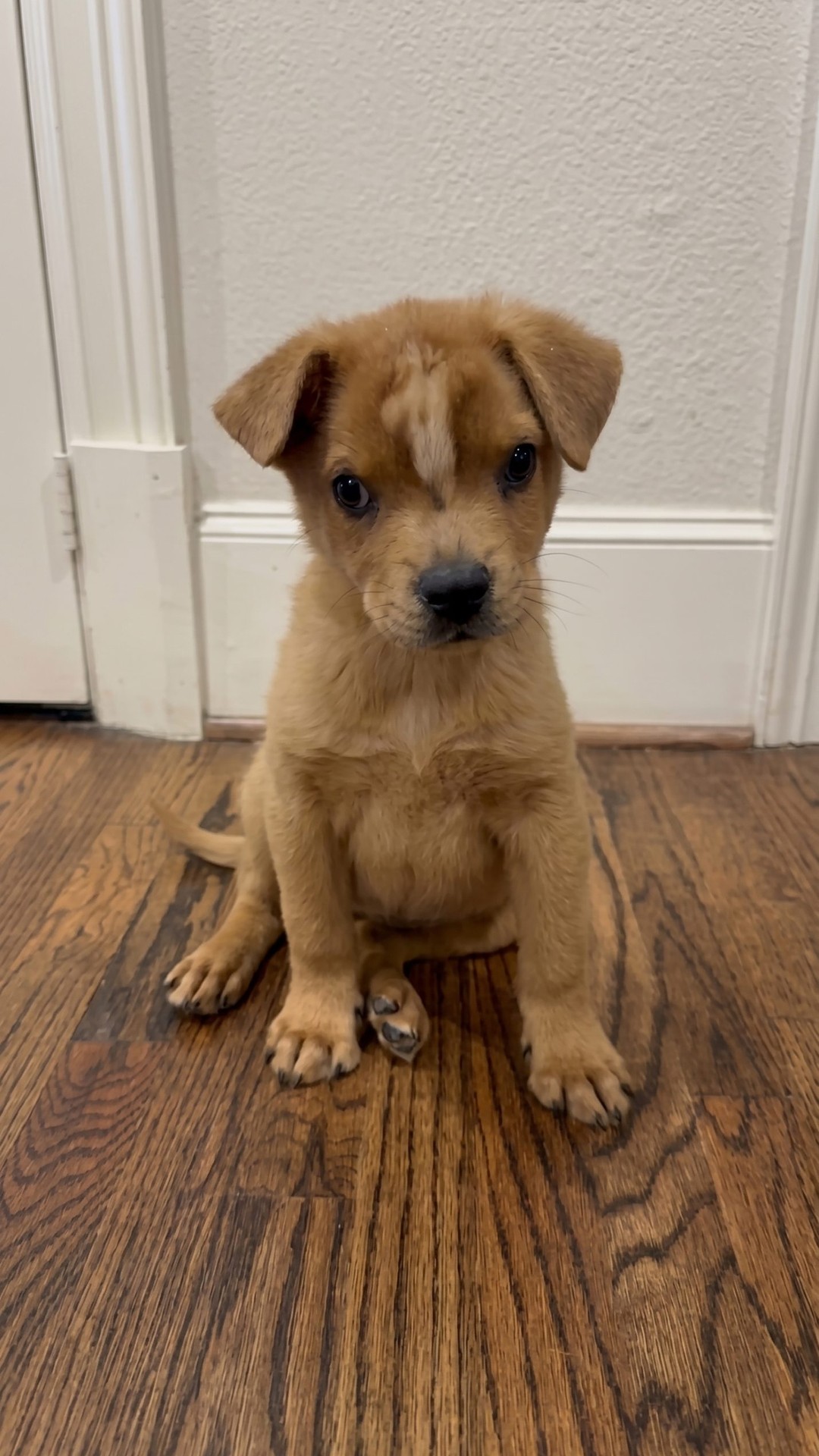 Twilight Sparkles: The Puppy Who Refuses to Stumble in Life