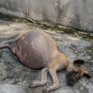 Rescued Dog Stands Still and Trusting Despite Severe Suffering
