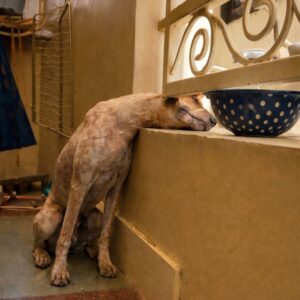 Stray Dog Freed After Hours Trapped Between Iron Bars