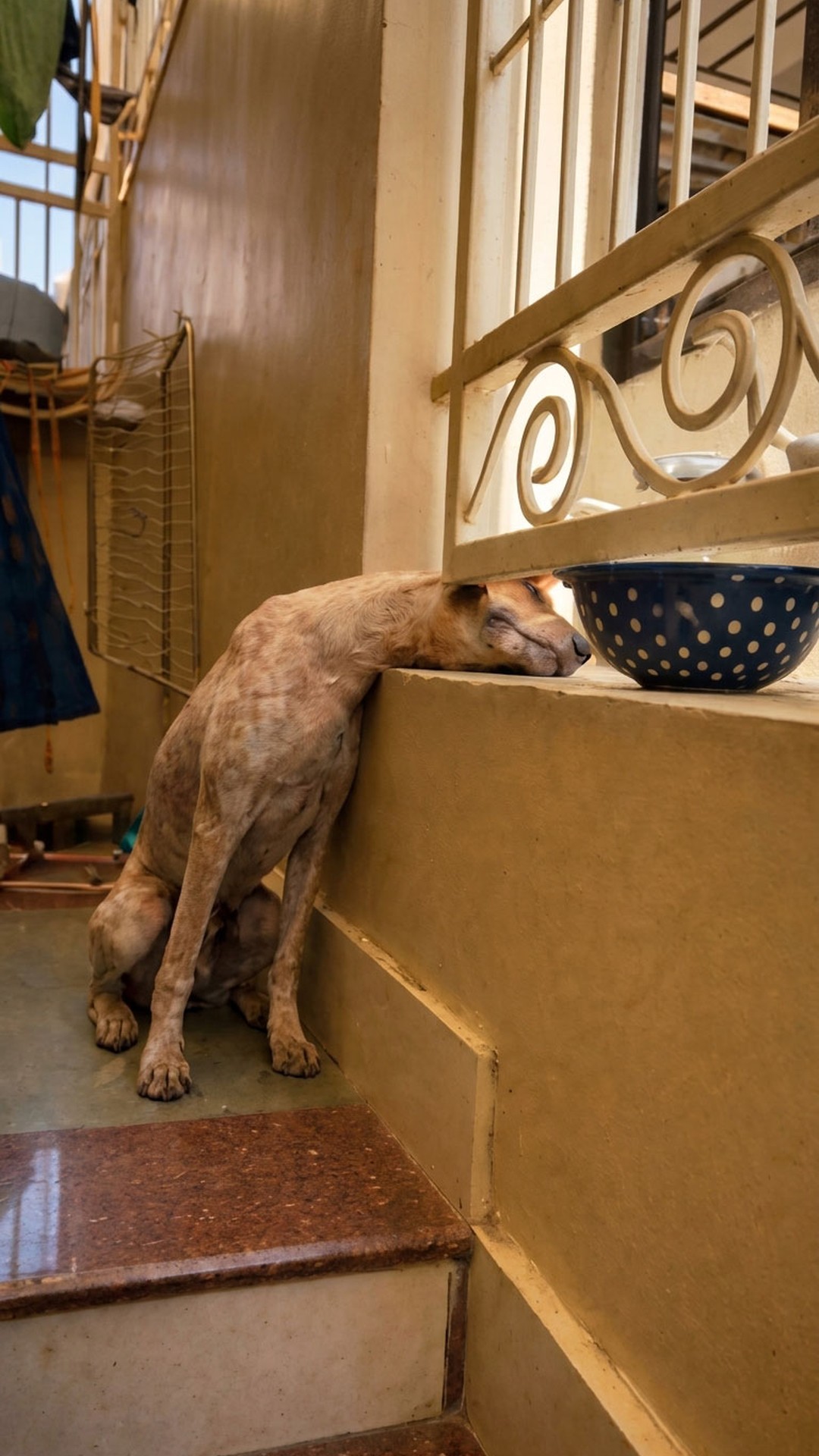 Stray Dog Freed After Hours Trapped Between Iron Bars