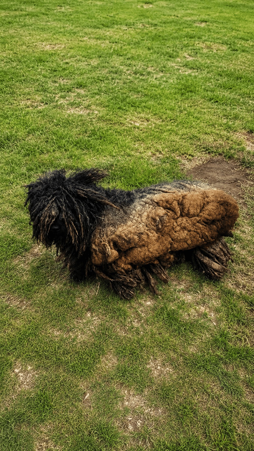 Rescue Dog Transforms After Severely Matted Fur Removed