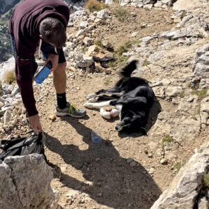 Rescuers Save Bobo: A Three-Legged Dog's Inspiring Journey After Amputation
