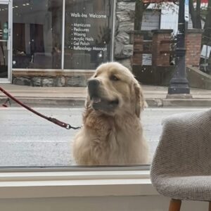 Golden Retriever's Daily Visits Spark Adoption Interest at Tails Together Rescue